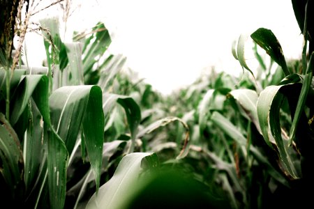 corn field