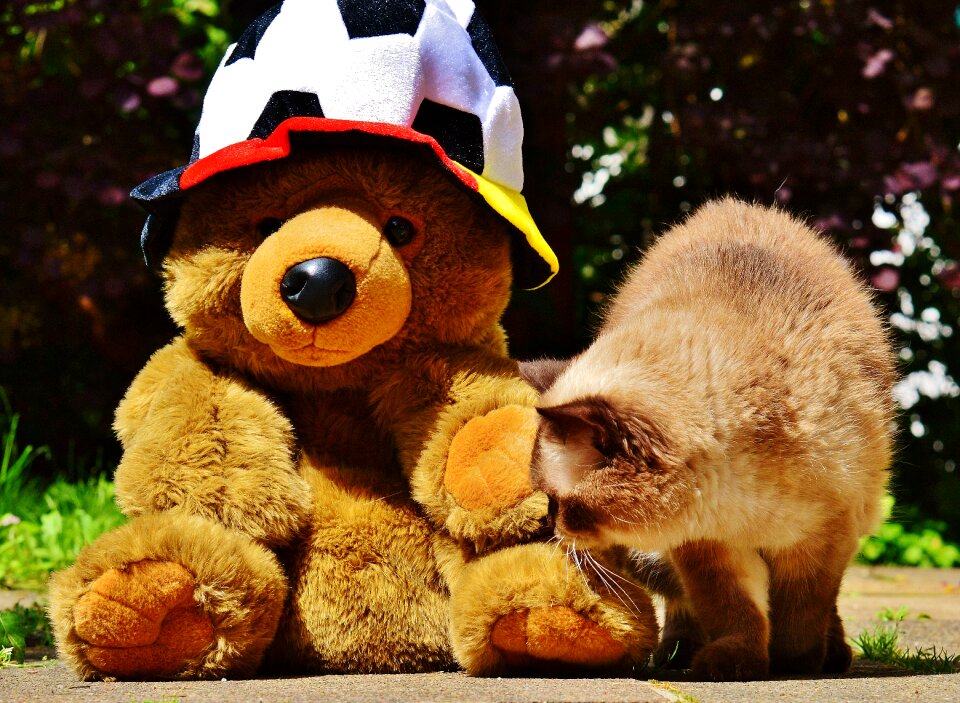 Teddy france tournament