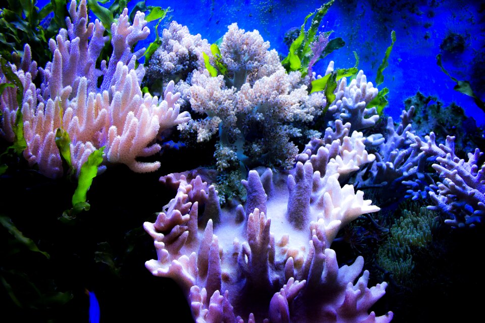 Stones aquarium sea