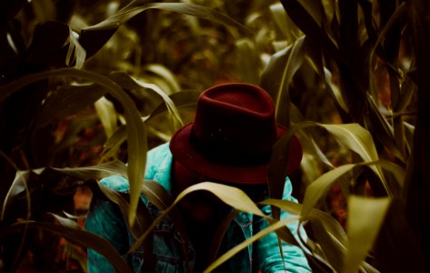 man wearing fedora hat in corn field photo