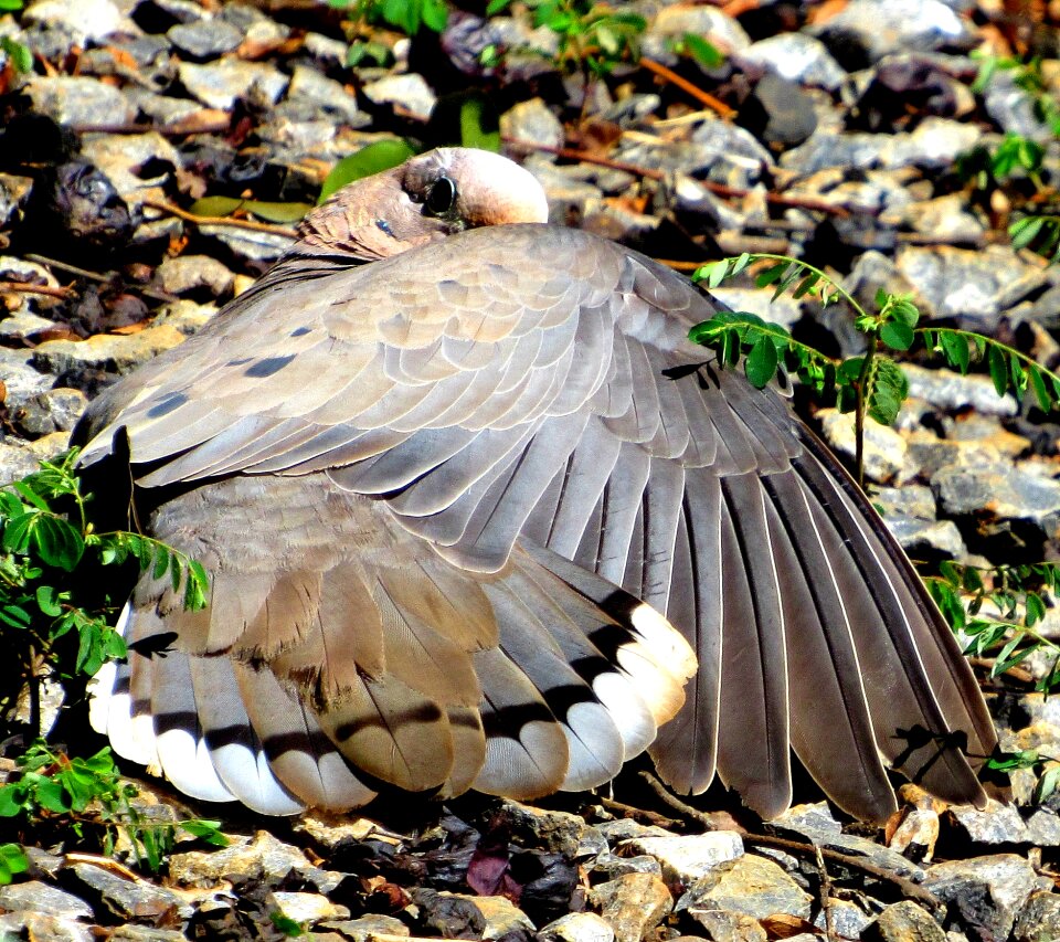 Plumage nature cities