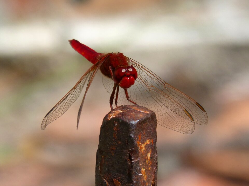 Raft winged insect dragonfly