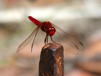 Raft winged insect dragonfly