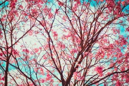 closeup photo of cherry blossom