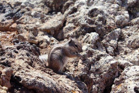Small furry feeding
