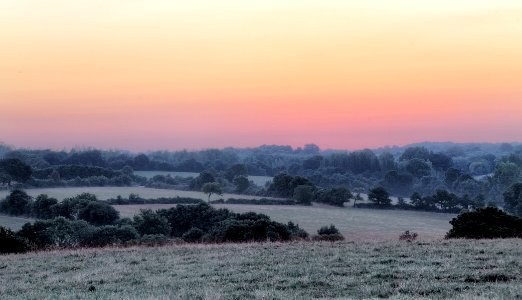green trees and green field under golden hour