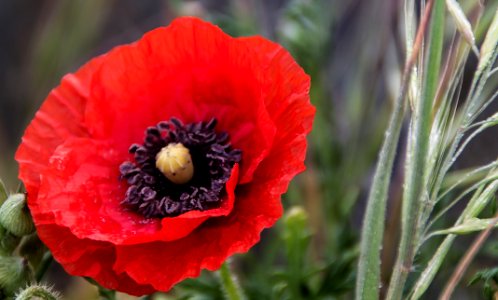 Olonnesurmer, France, Red