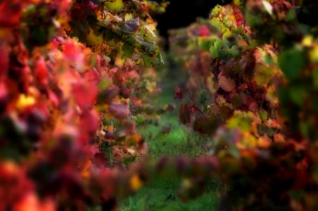 Lledolonne, France, Autumn