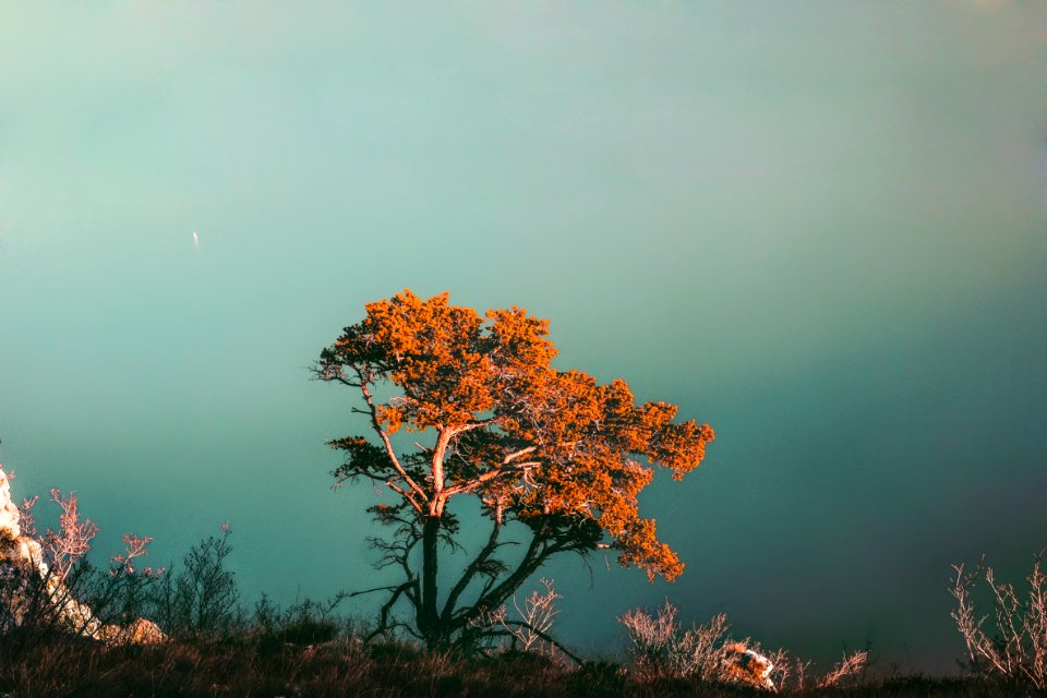 orange leaves tree