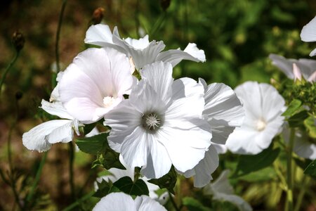 Flora creeper petals