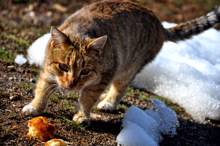 Istanbul street animal
