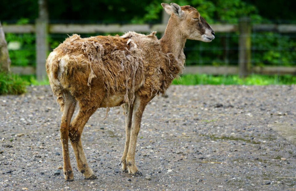 Mammal animal portrait ovis musimon gmelini
