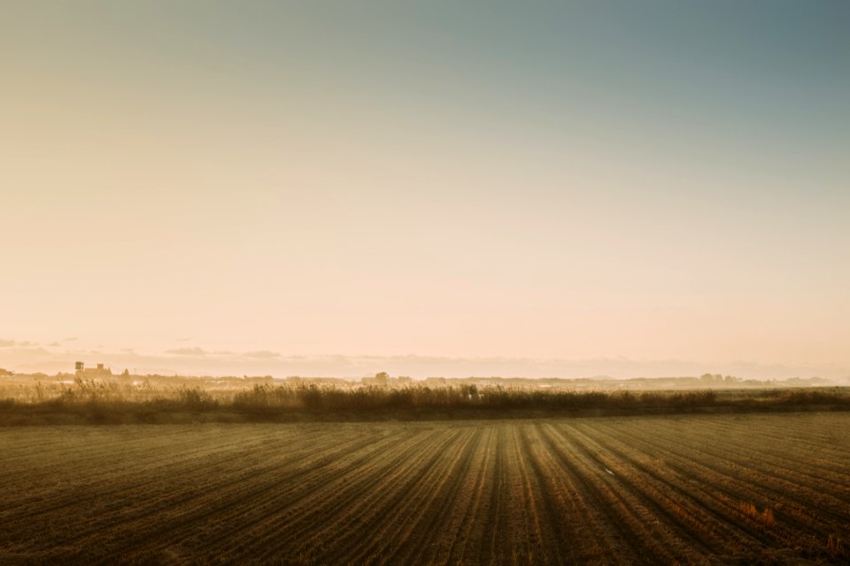 Country, Farming, Field
