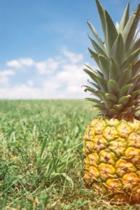 pineapple fruit on grass photo