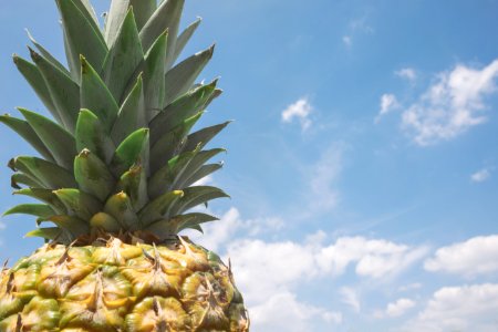 closeup photo of pineapple photo