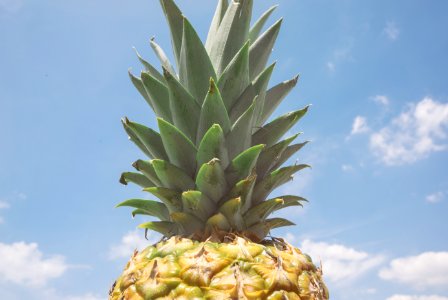 pineapple fruit over blue and cloudy sky