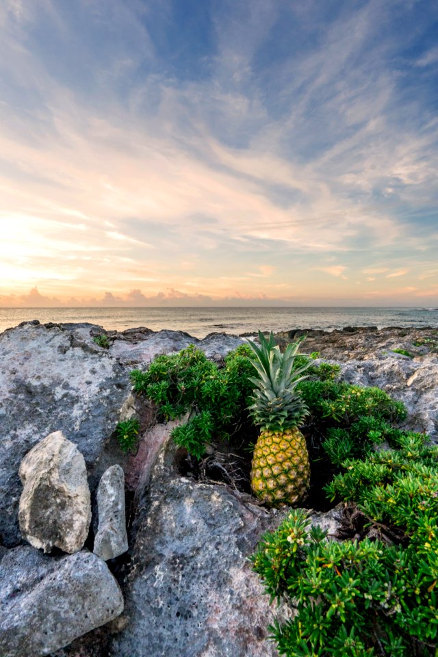pineapple on rock boulder