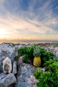 pineapple on rock boulder photo