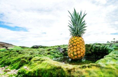 shallow focus photo of pineapple fruit photo