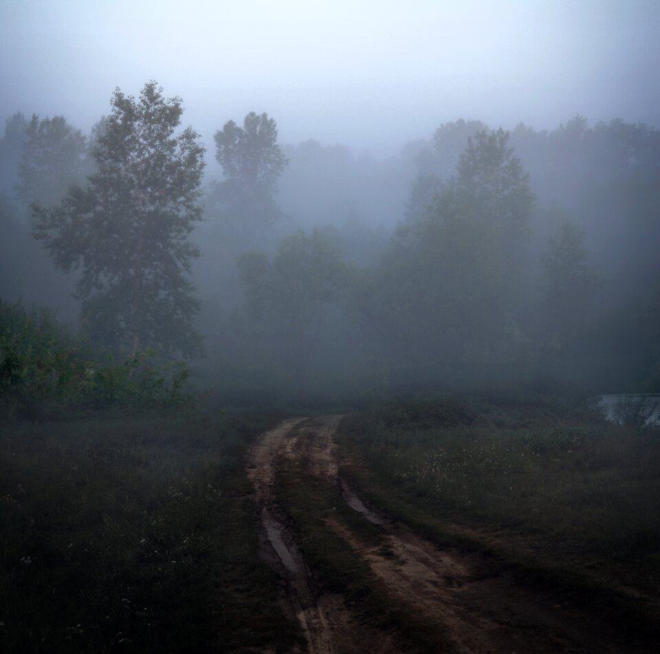 Forest mystical summer