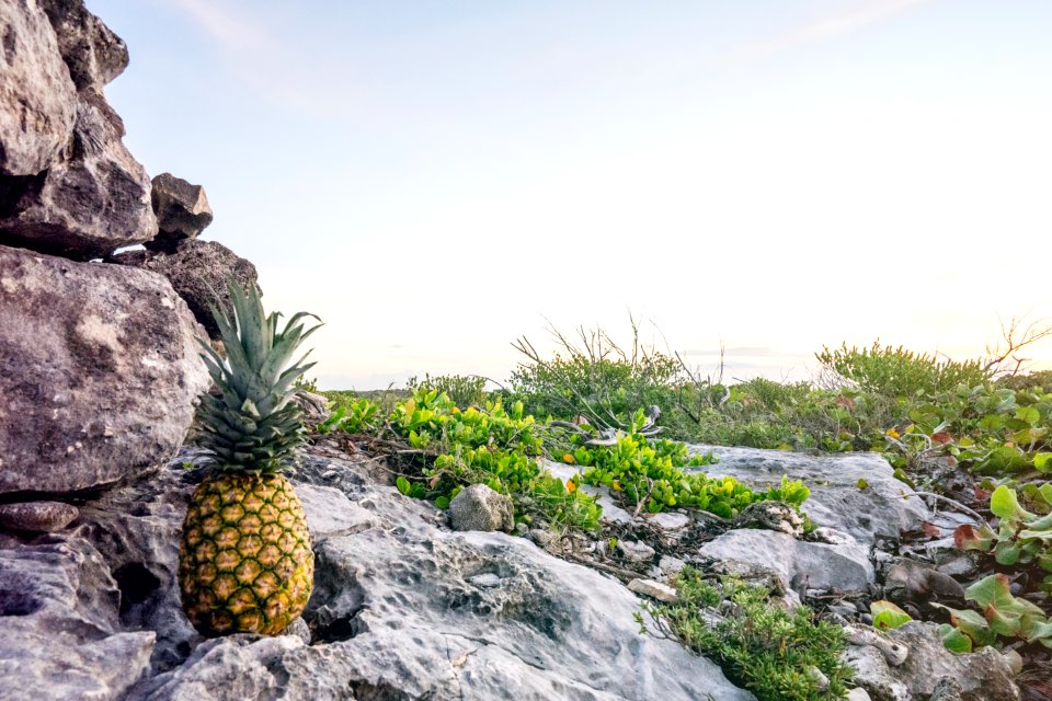 pineapple fruit on top of grey rock