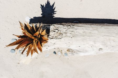 Driftwood, Shadow, Beach