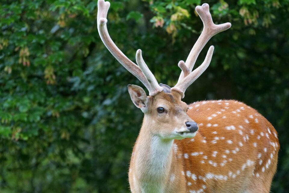 Mammal points animal portrait