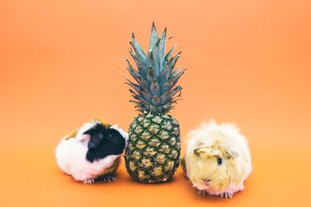 two guinea pigs beside pineapple fruit photo