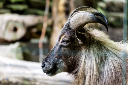 Close-up goat horns photo