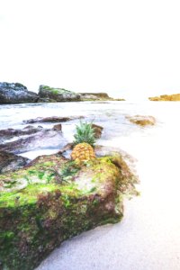 pineapple on rocky shore