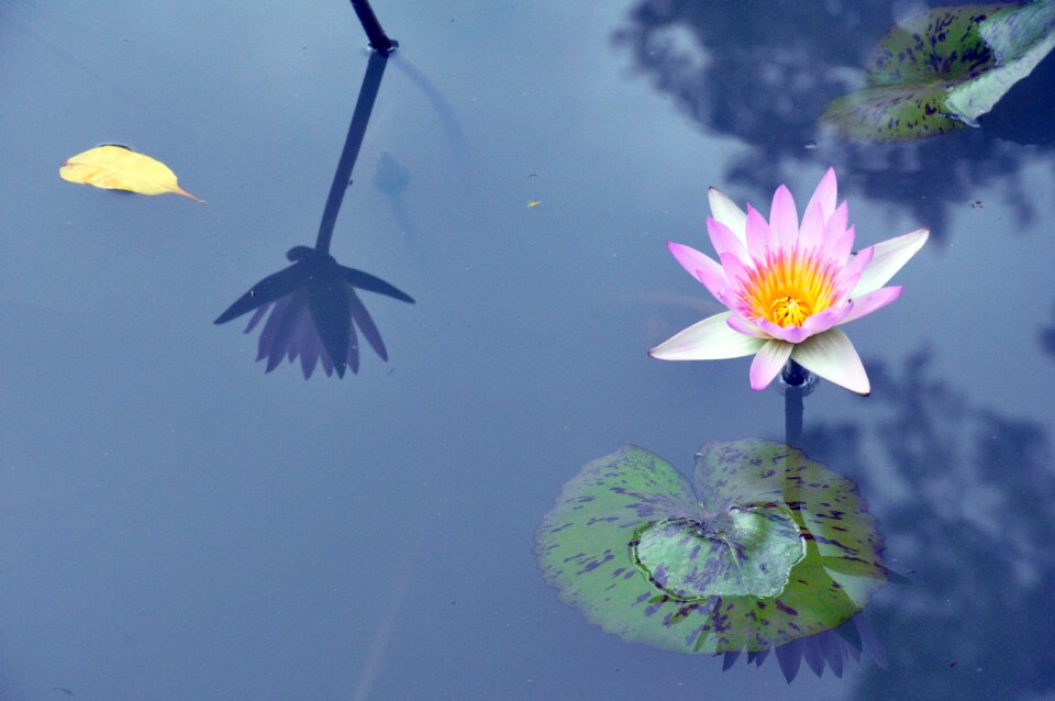 Water nature plant