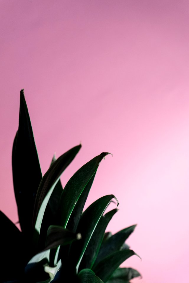 Abstract, Plant, Pineapple