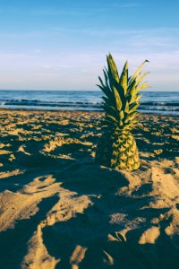 shallow focus photo of yellow pineapple on sand photo