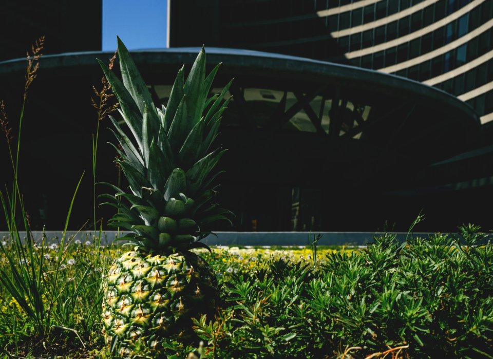 Toronto city hall, Toronto, Canada