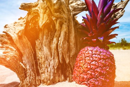 pineapple near driftwood