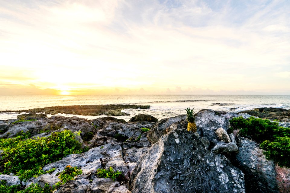 one pineapple on boulders facing sea and sunset