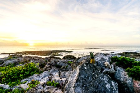 one pineapple on boulders facing sea and sunset