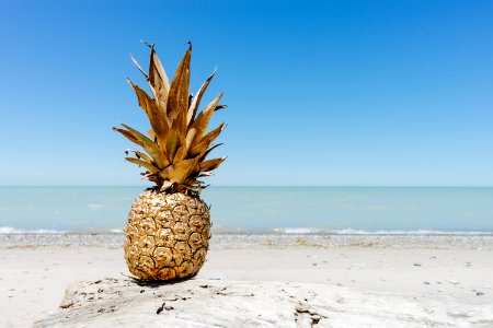 brown pineapple fruit on seashore photo