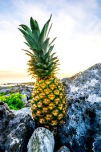 yellow pineapple fruit on grey stones