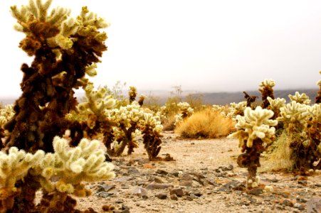 Joshua tree national park, United states, Southwest photo