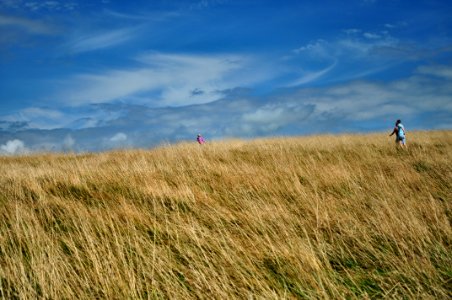 brown grass field under blue sky photo