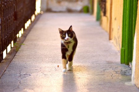 Sneaking, Walking, Kitten photo