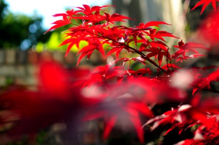 Leaves, Dark red, Maroon