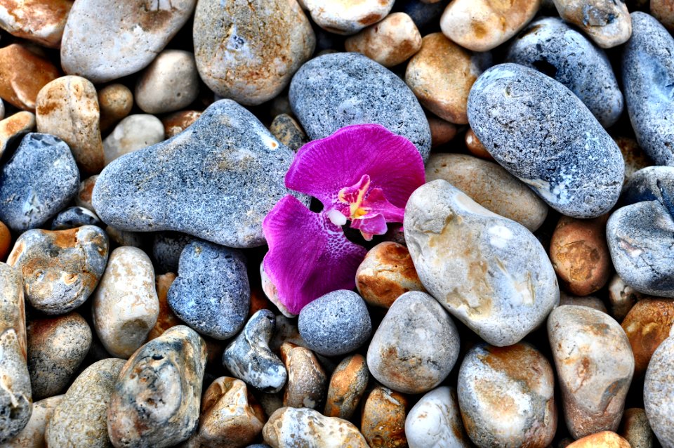 Brighton, United kingdom, Flower