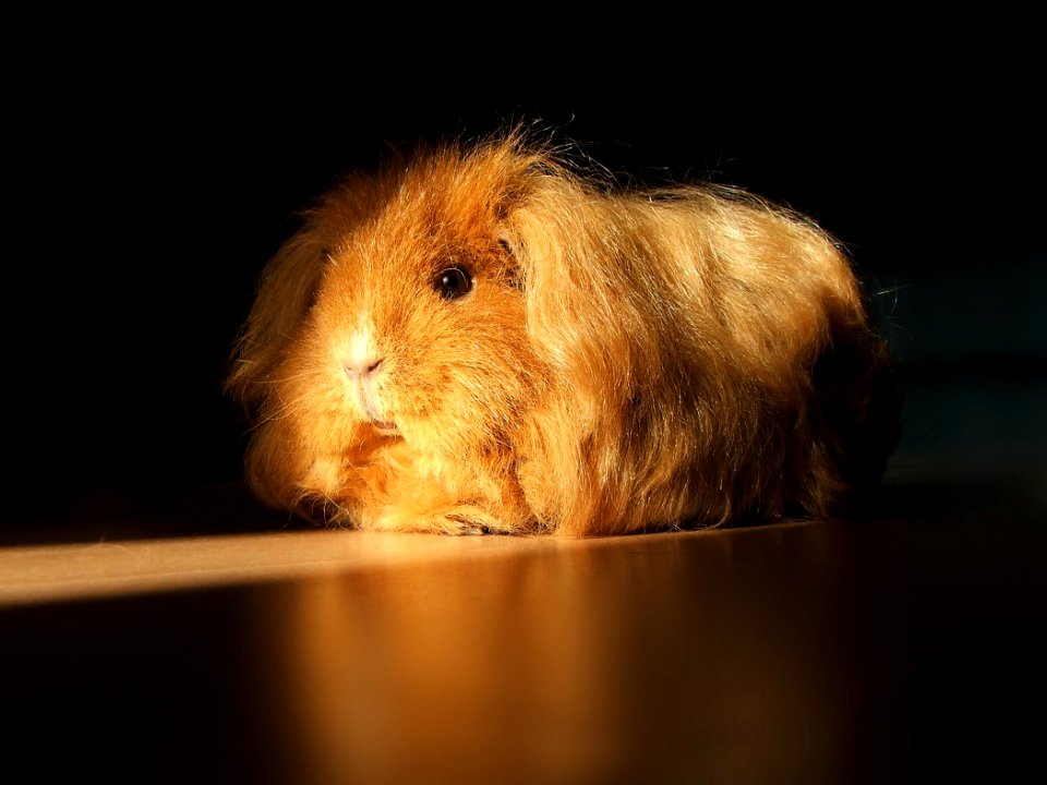 Gold, Animal, Guinea pig