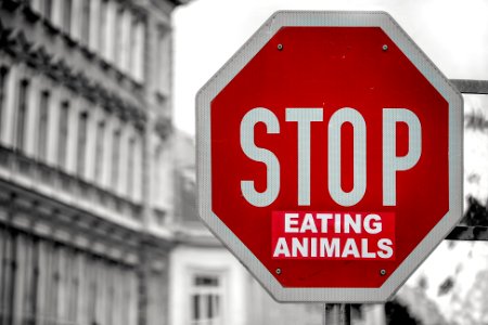 selective color of Stop eating animals signage photo