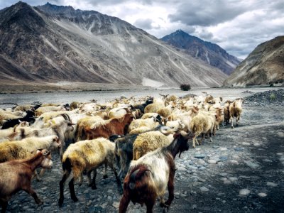 herd of goats walking beside lake near mountains