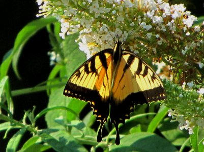 A large yellow and black butterfly on white flowers. photo