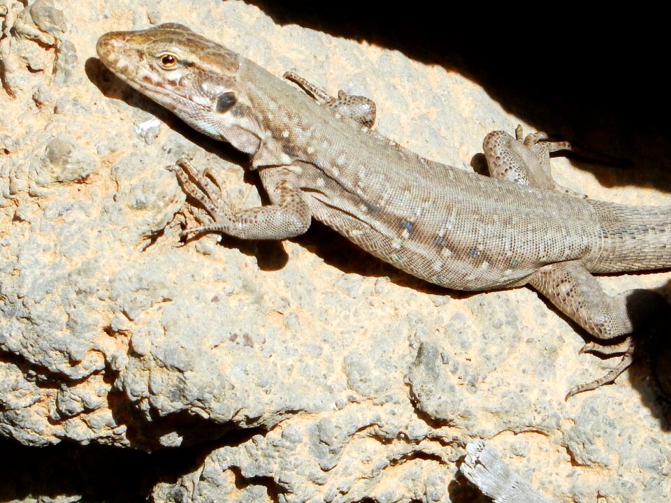 Reptile rock animal