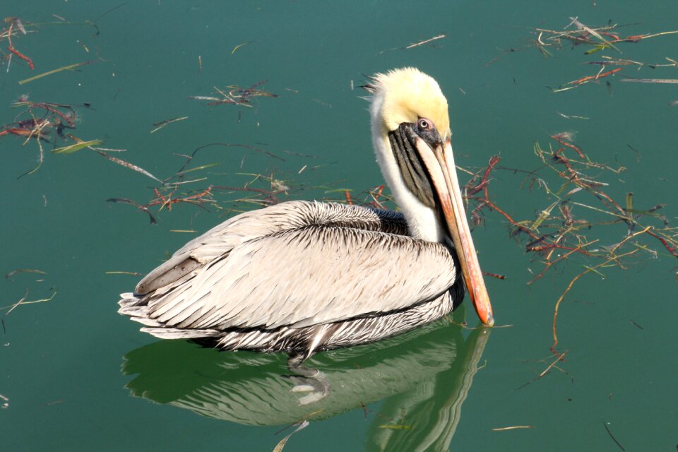 Waterfowl mirror image water